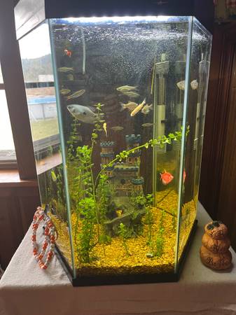 40 gallon hexagon tank 1