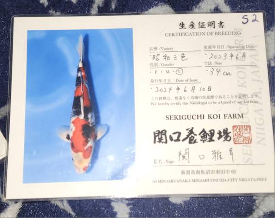 Japanese koi fish 1