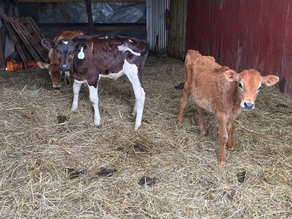 3 weaned Calfs 1
