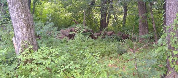 Wood from cut down trees 1