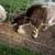 Sheep 4 thumbnail