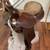 Nice American made barrel saddle 16" seat 2 thumbnail