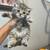 Scottish kitten -$1200 1 thumbnail