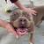 Beautiful and Loving Brown Tri Color Bully Available for Adoption 2 thumbnail