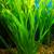 AQUARIUM FISH TANK Plants: Low maintenance!pictures! 2 thumbnail