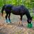 Thoroughbred Gelding 4 thumbnail