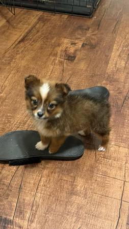 Toy aussie 1