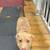 7 mo old Pittie pup 2 thumbnail