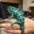 BABY PANTHER CHAMELEONS 3 thumbnail