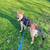 Dog ( german shepherd mix) 1 thumbnail