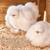 Chicken chicks sale 11 thumbnail
