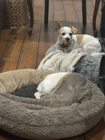 Cruce de Chihuahua/Beagle necesita un nuevo hogar (healdsburg / windsor)63836593114243122