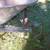 Small Wheelbarrow 3 thumbnail