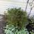 Three free evergreen bushes 3 thumbnail