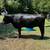 Angus heifer. 22 months 1 thumbnail