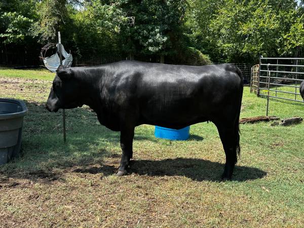 Angus heifer. 22 months 1