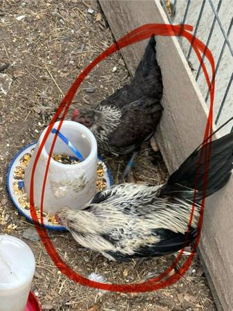 Chickens 1