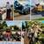 Tree Service LICENSED & INSURED 2 thumbnail