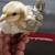 Serama bantam chickens 4 months 13 thumbnail