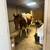 Senior retired pinto roping horse gelding up for adoption 10 thumbnail