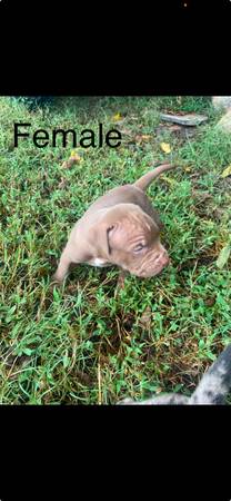 Pitbull/Bully Pups (Northport)63625043976323122