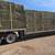 Big Squares Hay Alfalfa mix 6 thumbnail