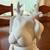 Light-Up Ceramic Holiday Reindeer Dog Figurine – Paw Print Cutouts 🐶 2 thumbnail