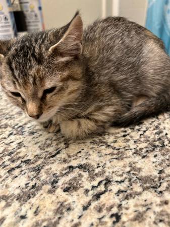 Kitten to rehome (Reno)63992694910595120
