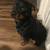 Rehoming a loving Rottweiler 5 thumbnail