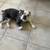 Boston terrier male -1 and 11 months born. 11-04-2023 6 thumbnail