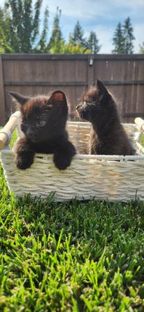 Venta de gatitos (Vancouver Washington (Vancouver)63842374430209121