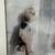 Framed Cathy McClure Print , “Mister Bear” Collage 5 thumbnail