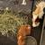 2 guinea pigs 1 thumbnail