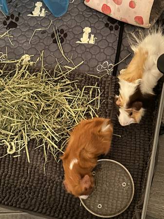 2 guinea pigs 1