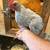 Chickens - Isabelle Leghorn Roosters 2 thumbnail