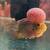 FLOWERHORN 6 thumbnail