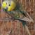 Rainbow hamgoromo split parakeet proven breeding pair 1 thumbnail