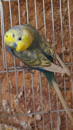 Rainbow hamgoromo split parakeet proven breeding pair 1