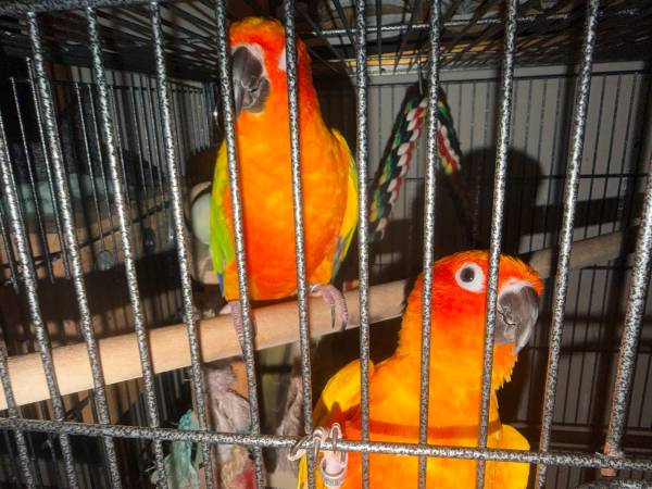 Conures solares (San Luis)5654548676981657611