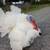 3 turkeys 1 thumbnail