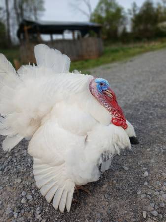 3 turkeys 1