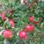 Red Apples 1 thumbnail