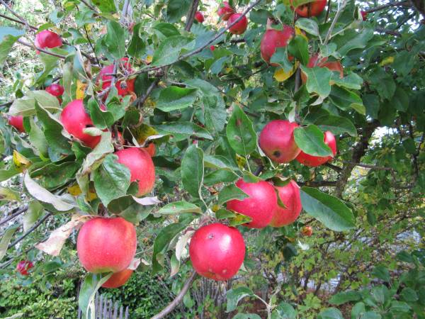 Red Apples 1