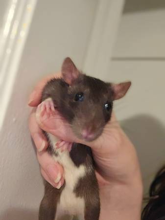 ~4 month old pet Rats63872020322817121