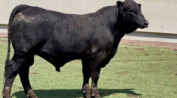 Brangus Bull Sale or Lease 1