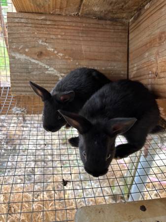 Baby bunnies