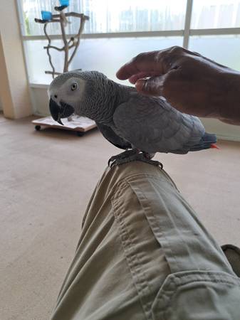 African grey (Port Saint Lucie)63667828988673124
