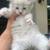 Kittens! 12 thumbnail