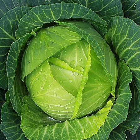 DUTCH CABBAGE PLANTS $3. 00 each 1