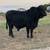 Bull for Sale 1 thumbnail